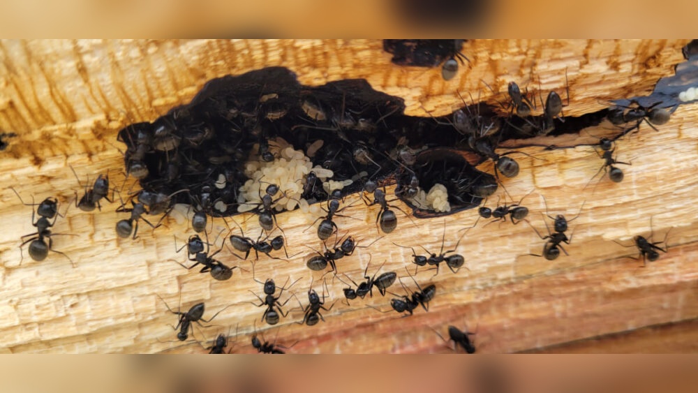 Are Ants Attracted to Heat