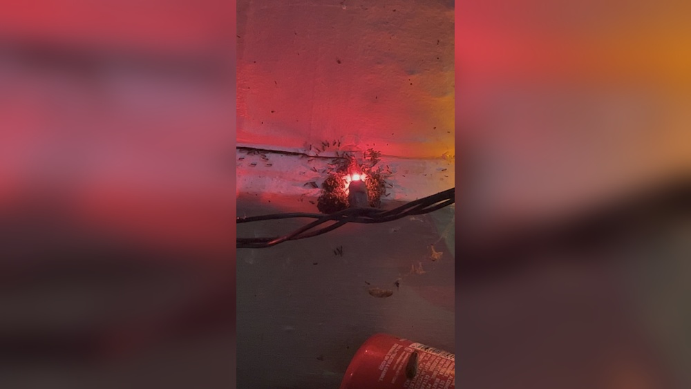 Are Ants Attracted to Light