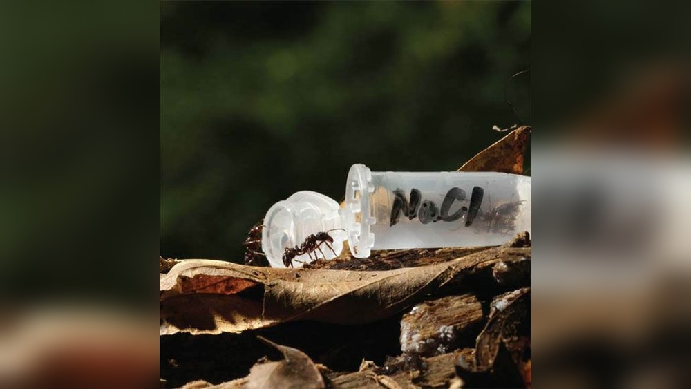 Are Ants Attracted to Salt