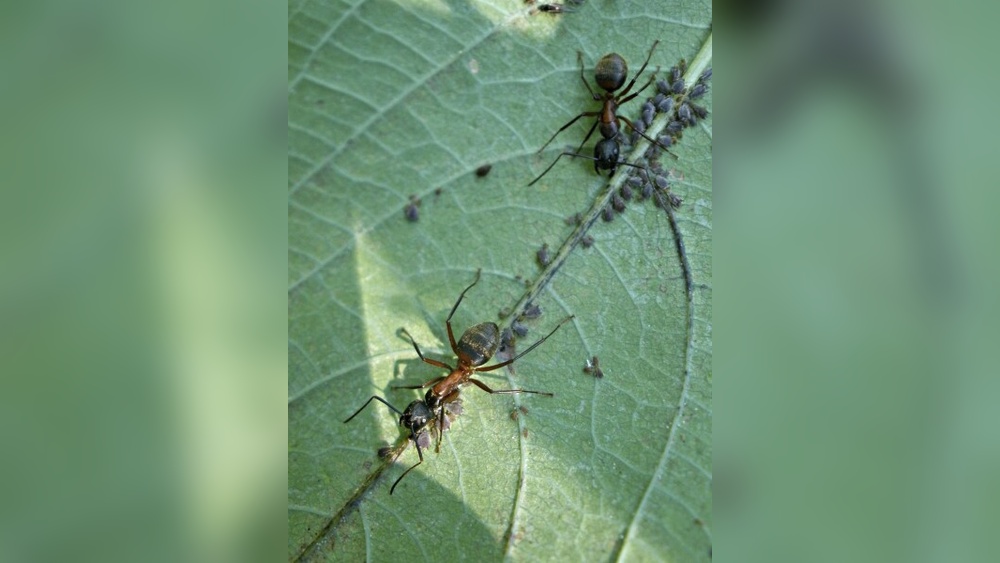 Are Ants Bad for a Garden