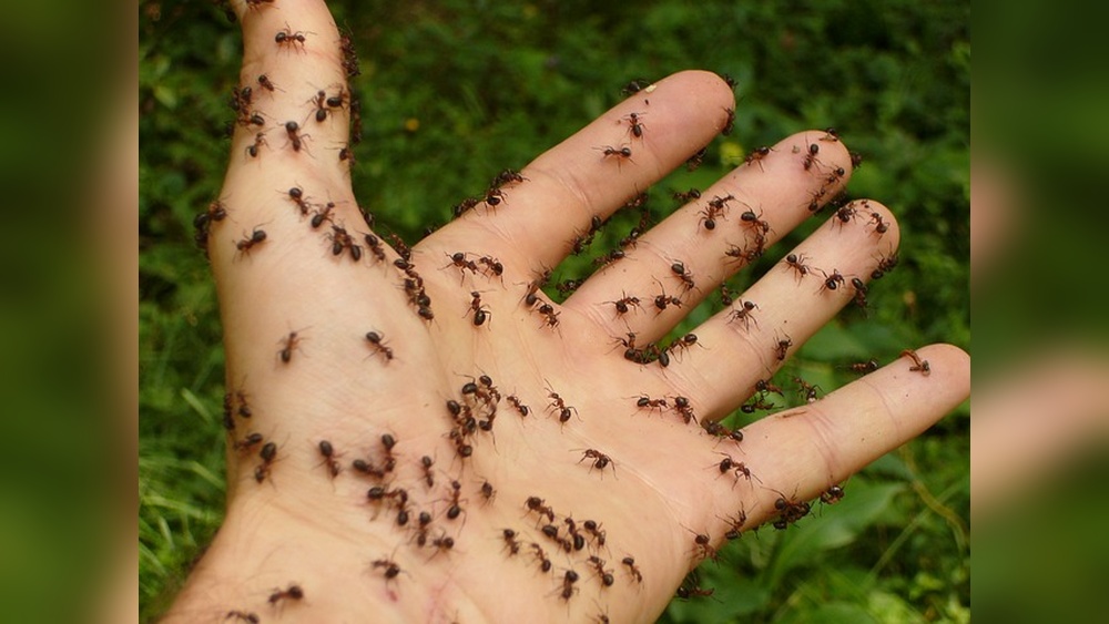 Are Ants Dangerous
