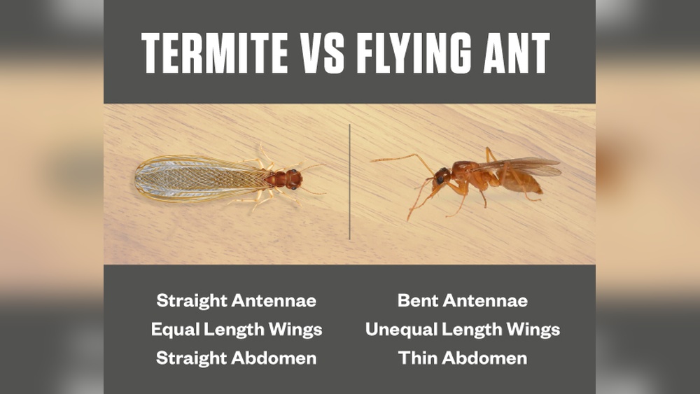 Are Ants With Wings Termites