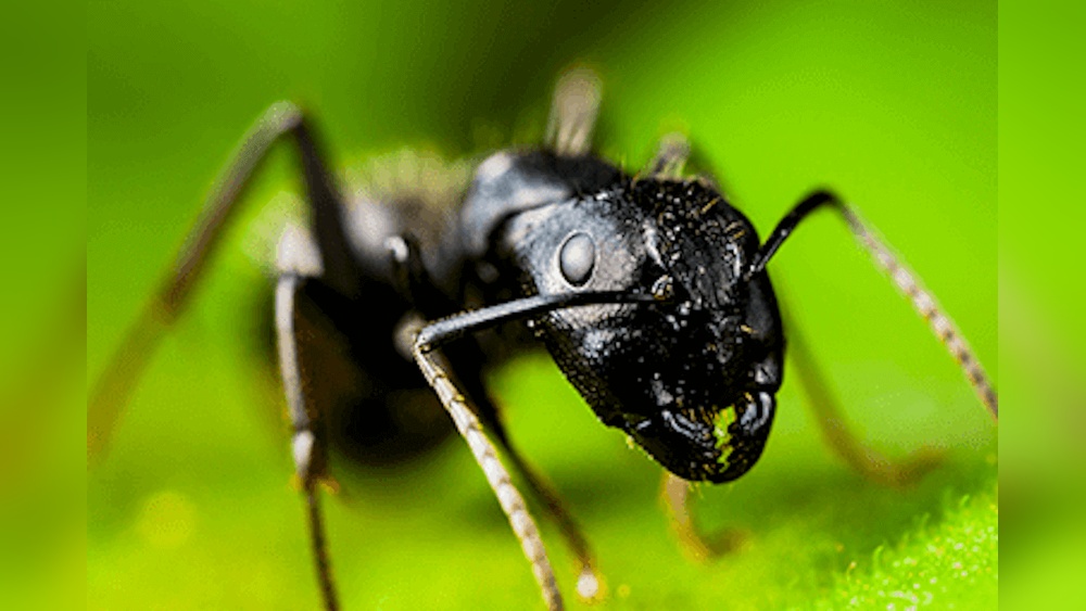Are Black Ants Dangerous