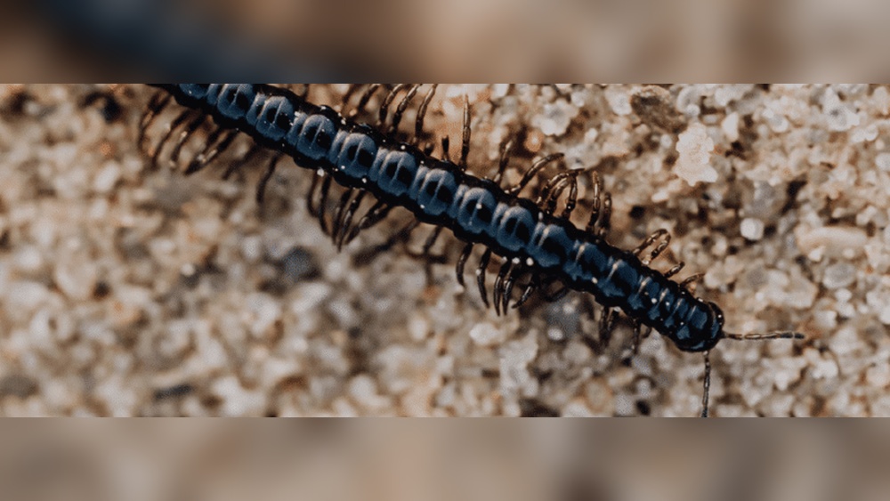 Are Black Centipedes Poisonous