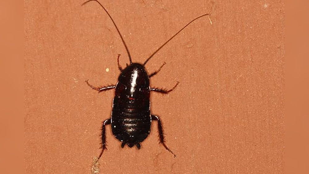 Are Black Cockroaches Dangerous
