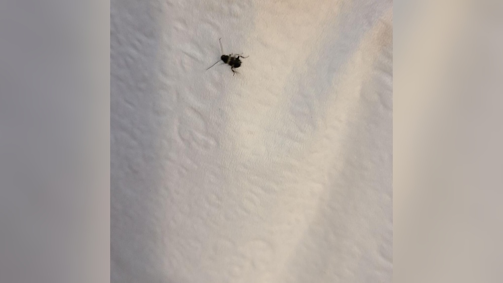 Are Brown Banded Cockroaches Bad
