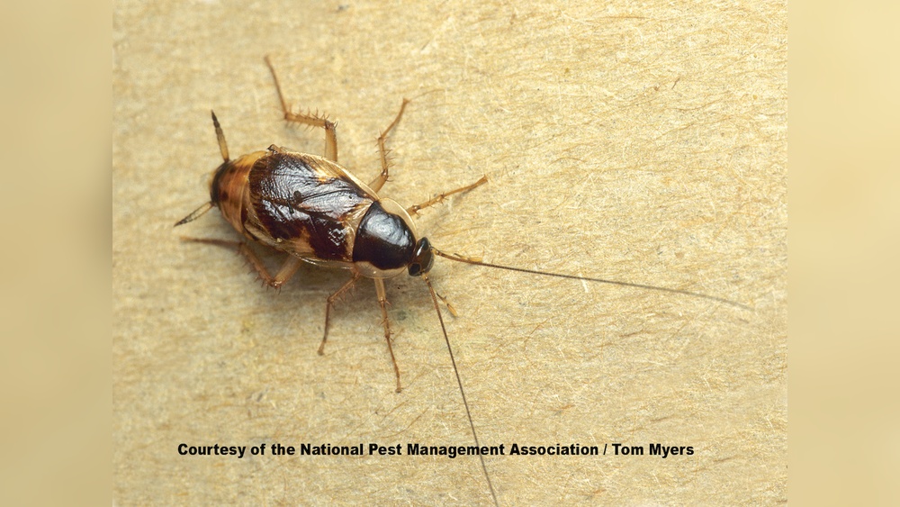 Are Brown Banded Cockroaches Hard to Get Rid of