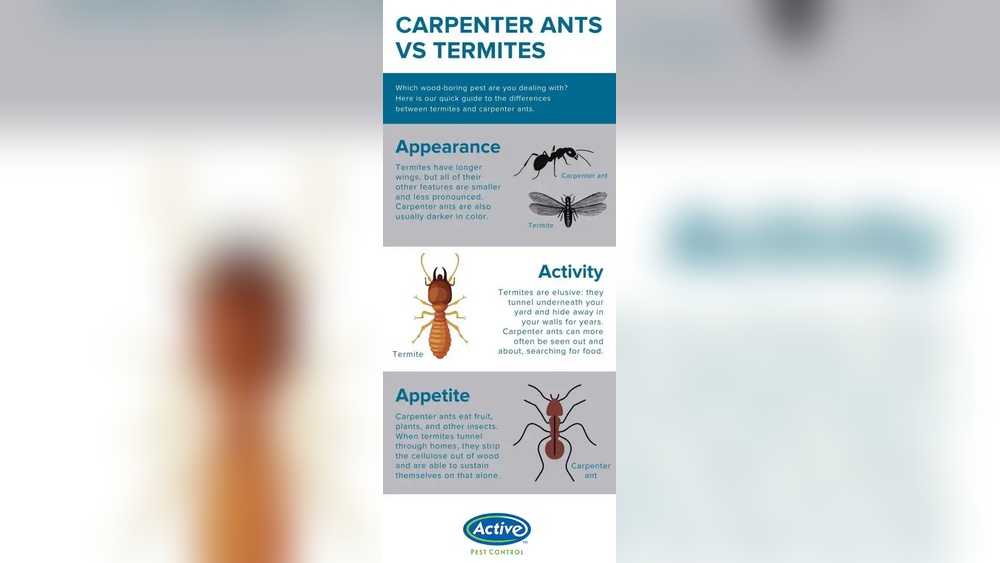 Are Carpenter Ants As Bad As Termites
