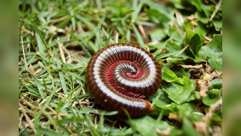 Are Centipedes Good for the Garden