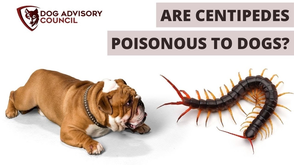 Are Centipedes Poisonous to Dogs