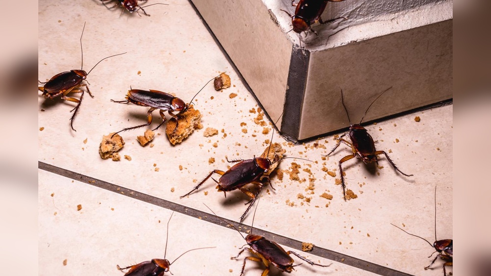 Are Cockroaches Afraid of Water