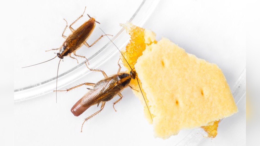 Are Cockroaches Attracted to Period Blood