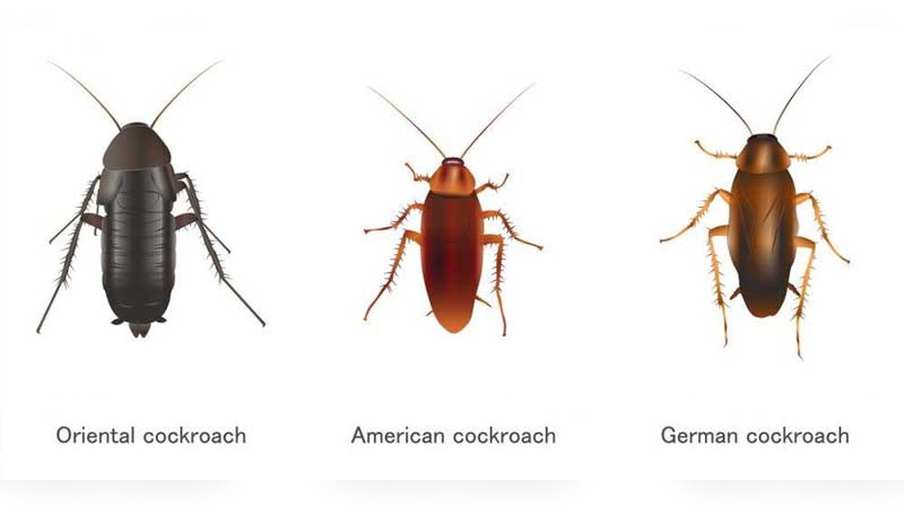 Are Cockroaches Common in Arizona