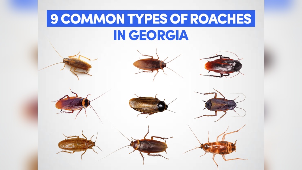 Are Cockroaches Common in Georgia