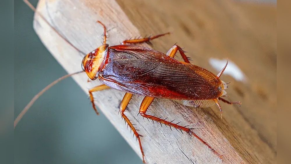 Are Cockroaches Common in North Carolina