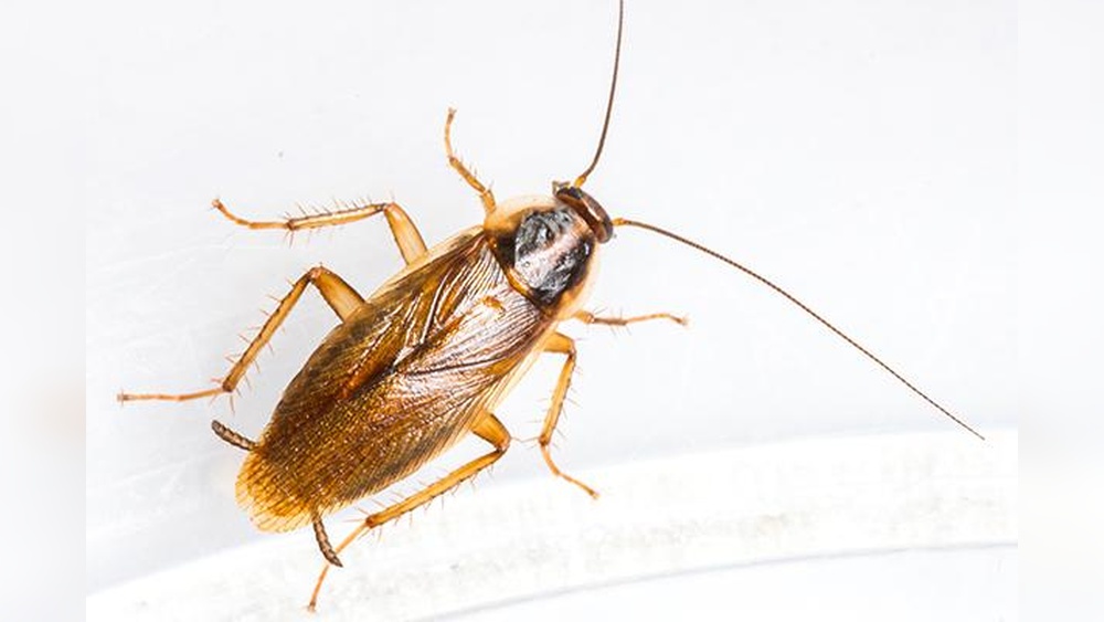 Are Cockroaches Common in South Carolina