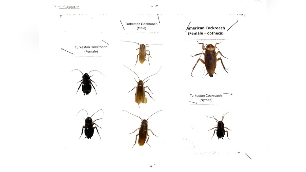 Are Cockroaches Common in Texas