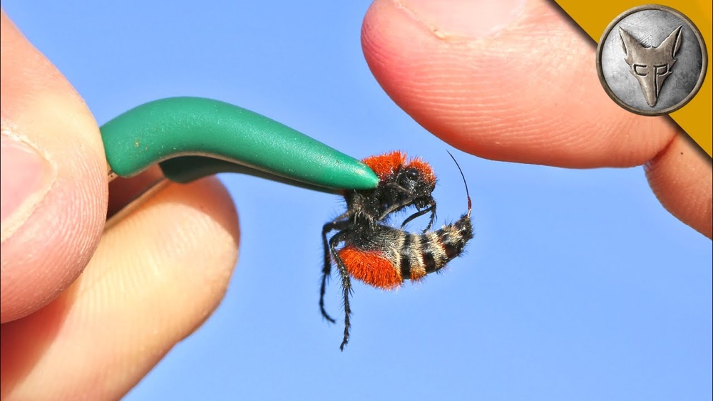 Are Cow Killer Ants Dangerous