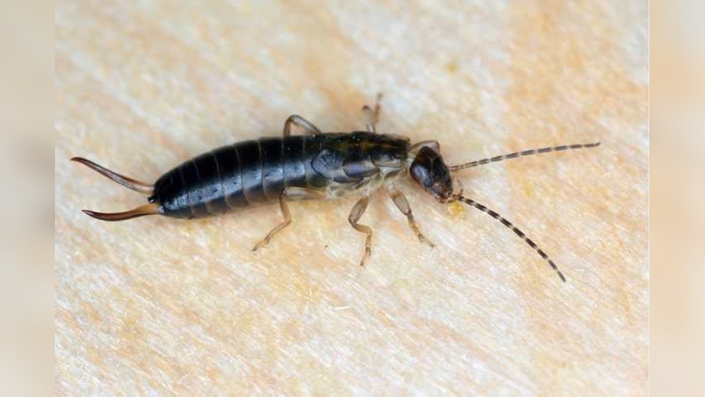Are Earwig Bugs Dangerous