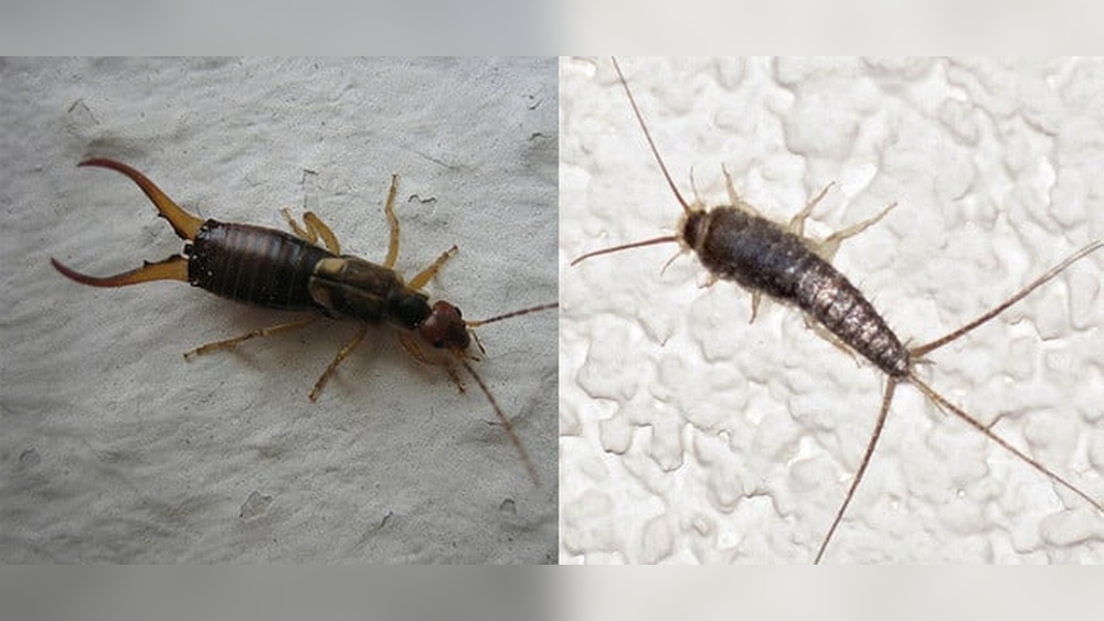 Are Earwigs And Silverfish the Same Thing