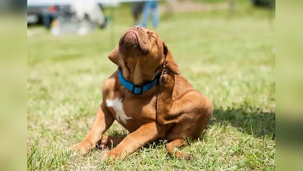 Are Earwigs Dangerous to Dogs