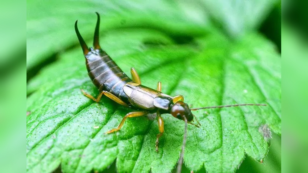 Are Earwigs Harmful to Houses