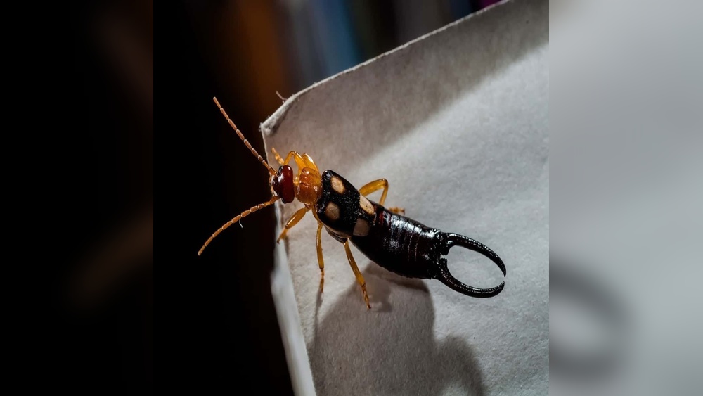 Are Earwigs Poisonous If Eaten