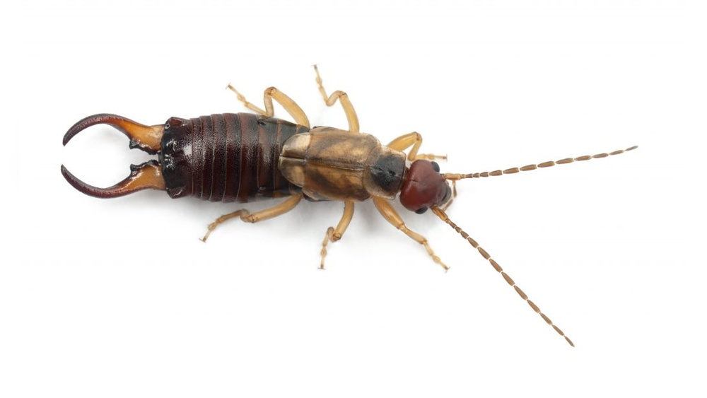 Are European Earwigs Harmful to Humans