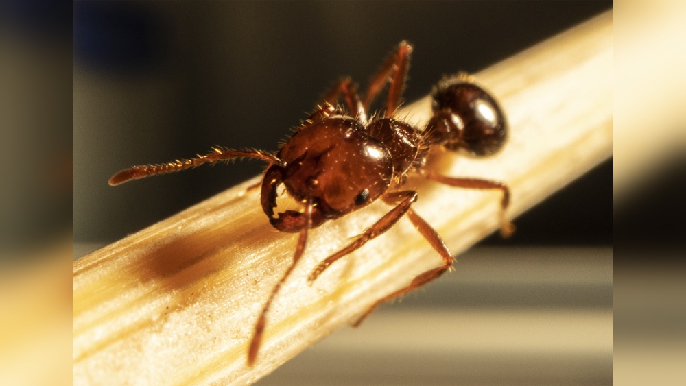 Are Fire Ants Dangerous