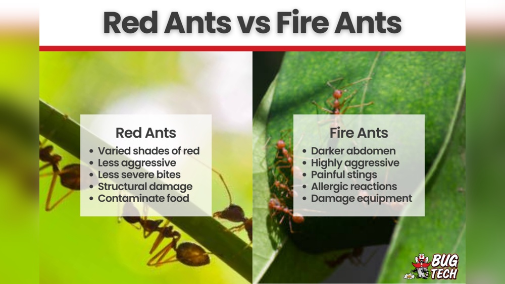 Are Fire Ants the Same As Red Ants