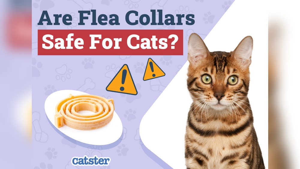 Are Flea Collars Safe