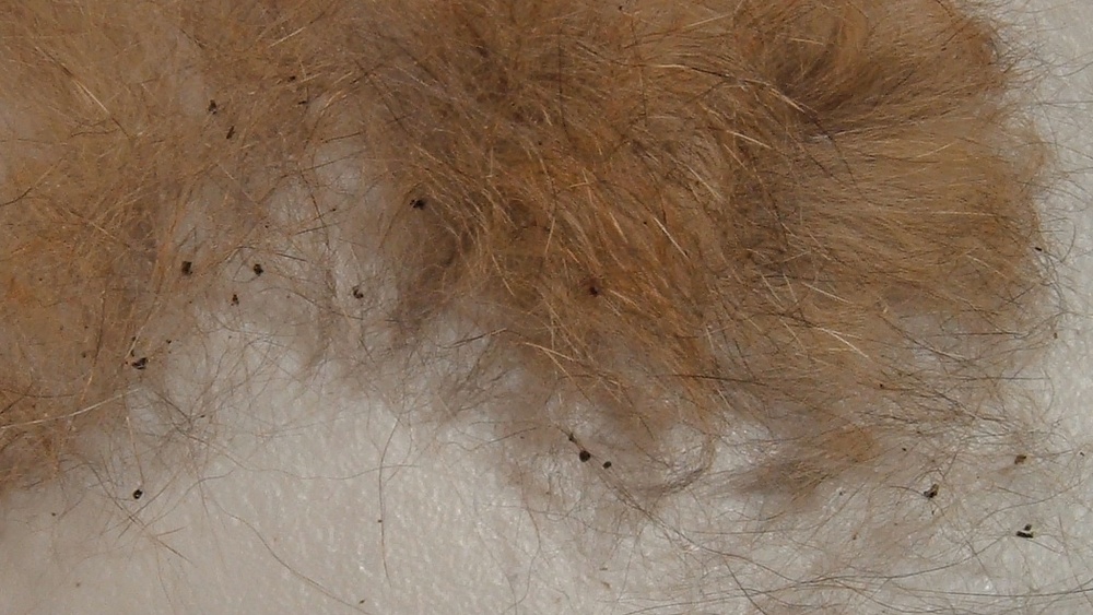 Are Flea Eggs Black