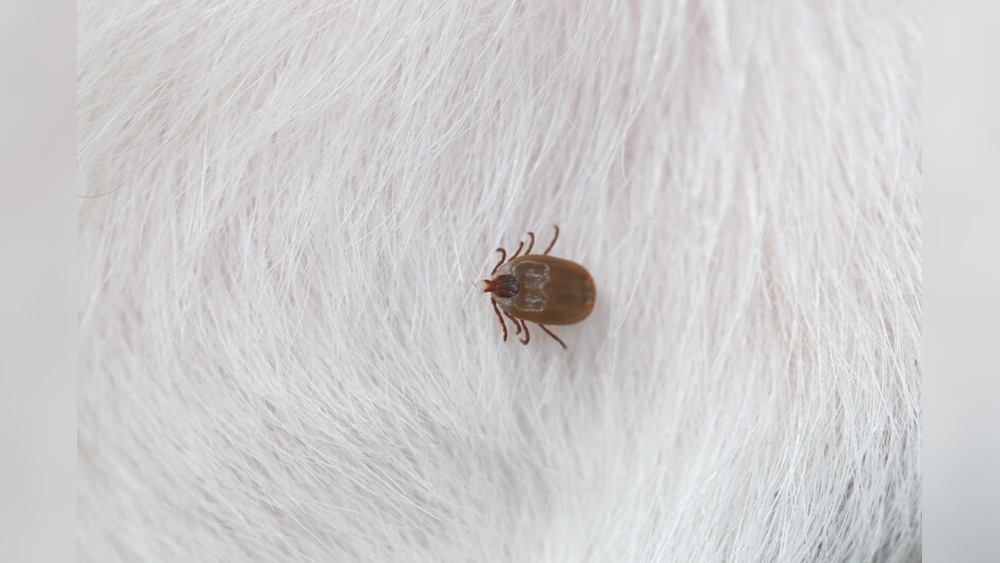 Are Fleas Active in Winter