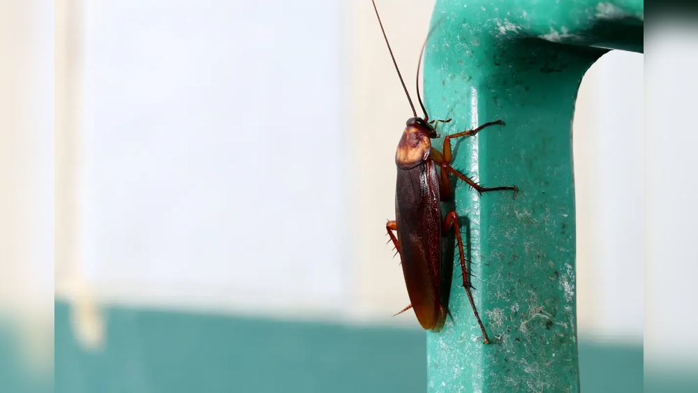 Are Florida Cockroaches Dangerous