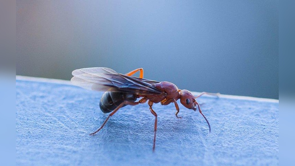 Are Flying Ants Dangerous