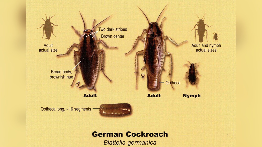 Are German Cockroaches Bad