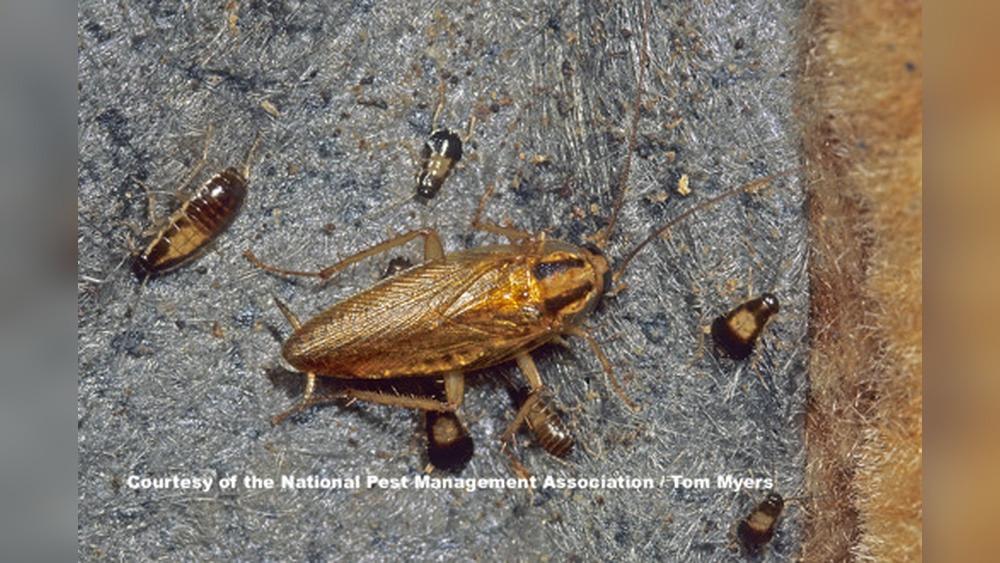 Are German Cockroaches Dangerous