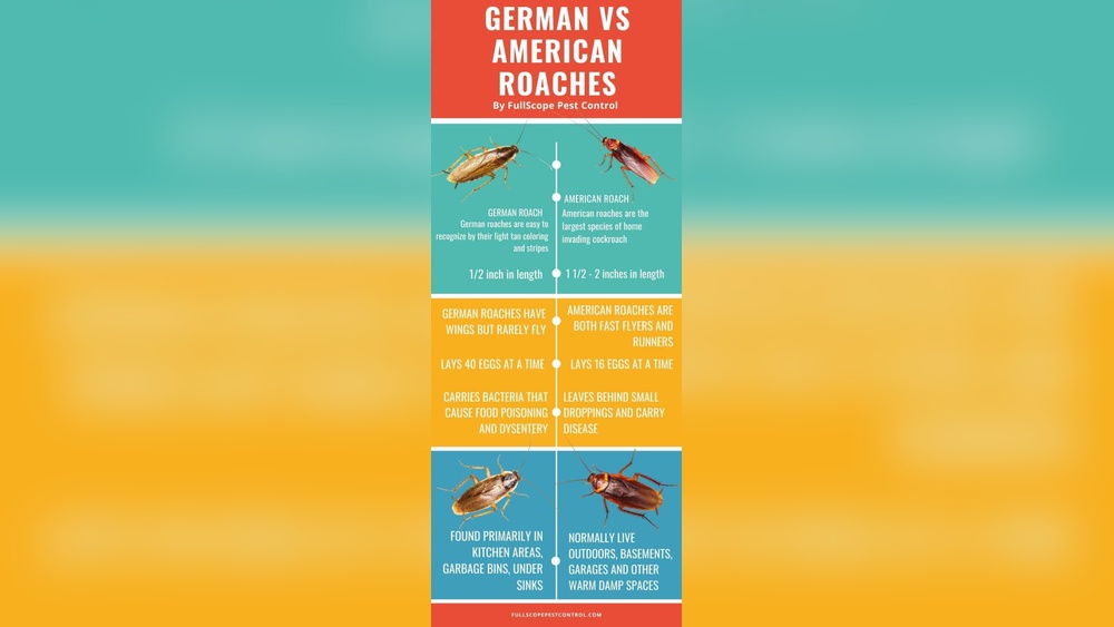 Are German Cockroaches Harmful