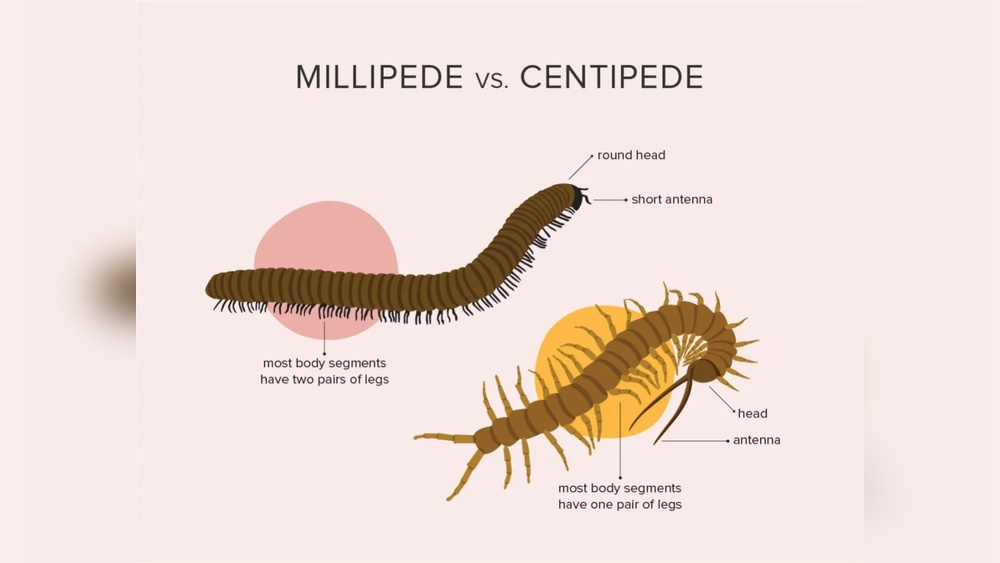 Are Millipedes And Centipedes Poisonous