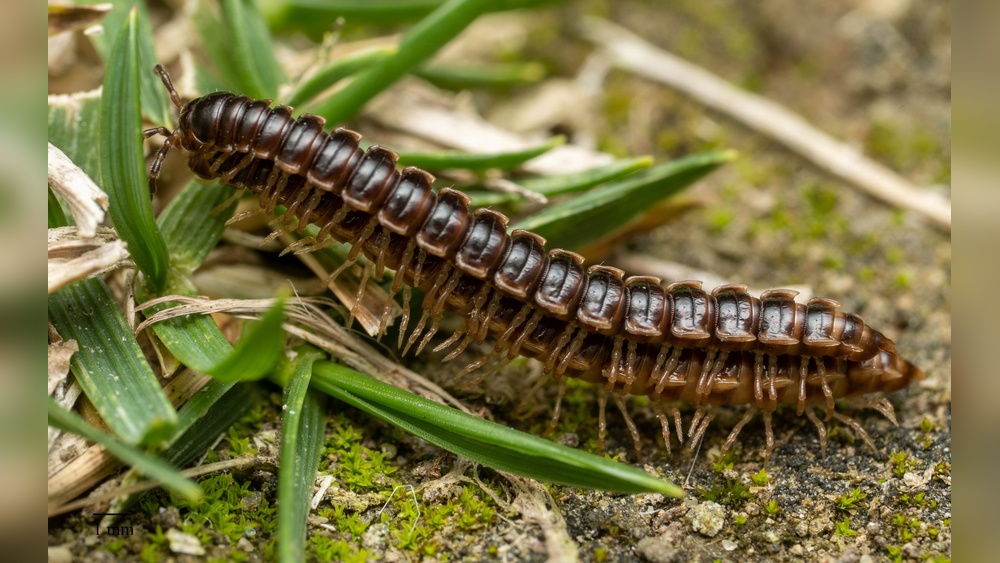 Are Millipedes Bad for Potted Plants