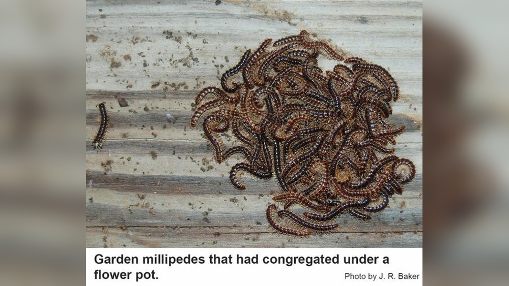 Are Millipedes Good for the Garden