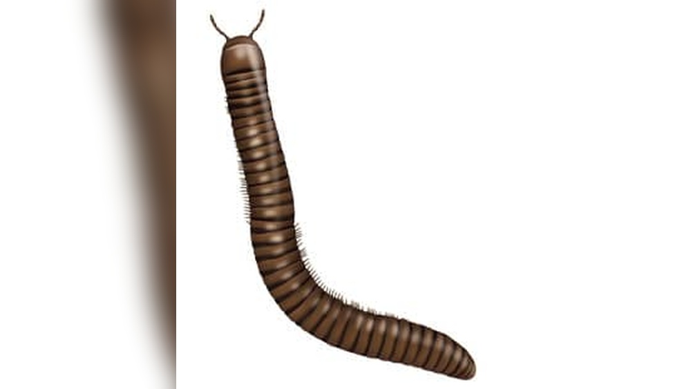Are Millipedes Poisonous to Dogs