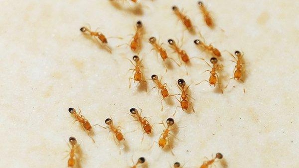 Are Pharaoh Ants Dangerous