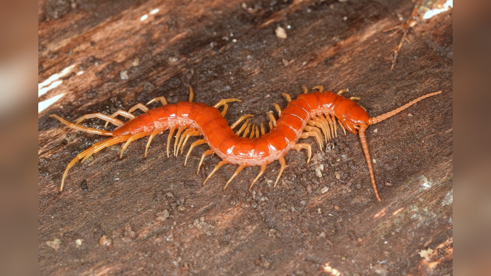 Are Red Centipedes Poisonous