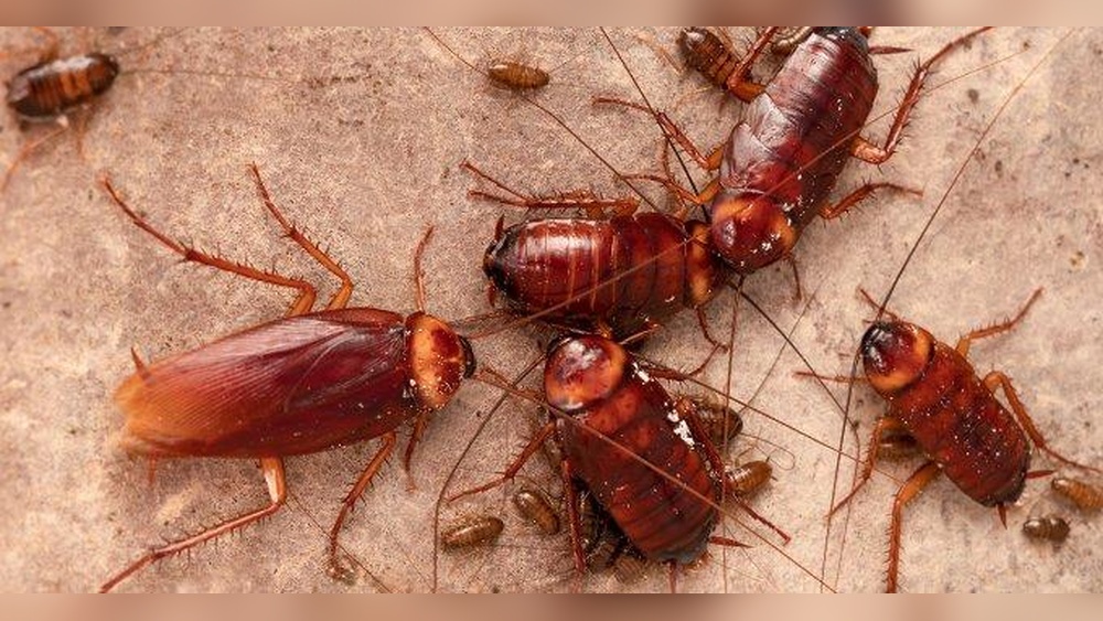 Are Red Cockroaches Dangerous