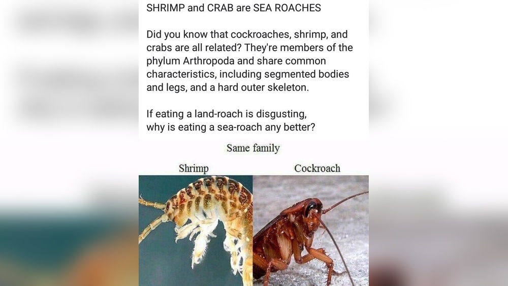 Are Shrimp And Cockroaches from the Same Family