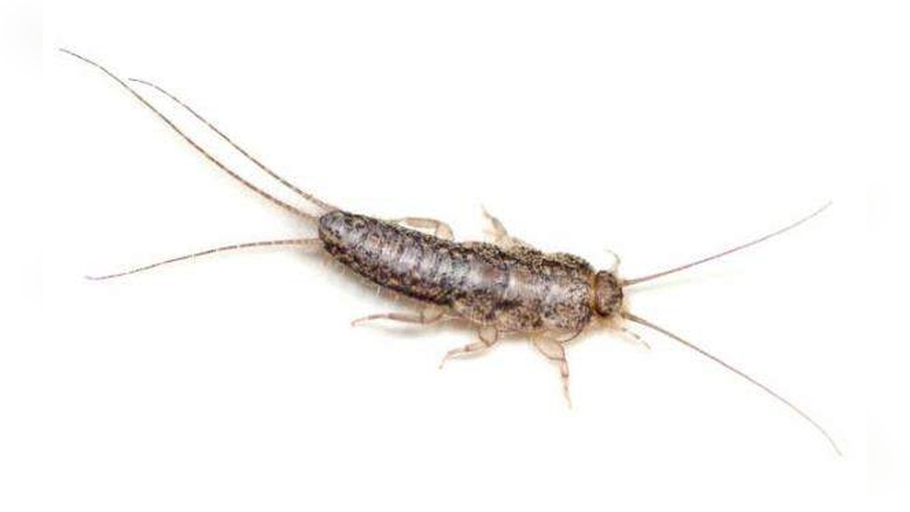 Are Silverfish Bugs Harmful