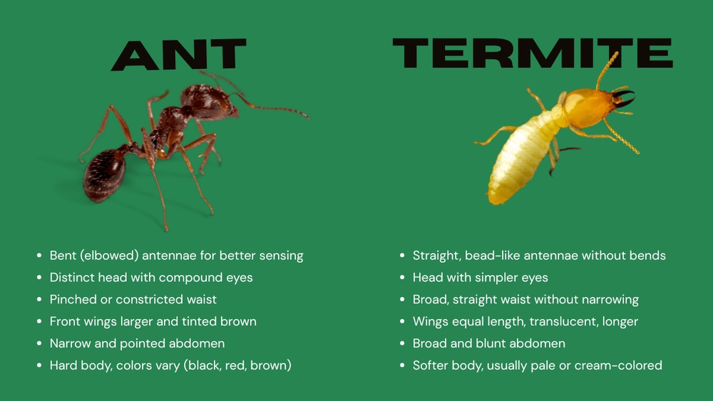 Are Termites Ants
