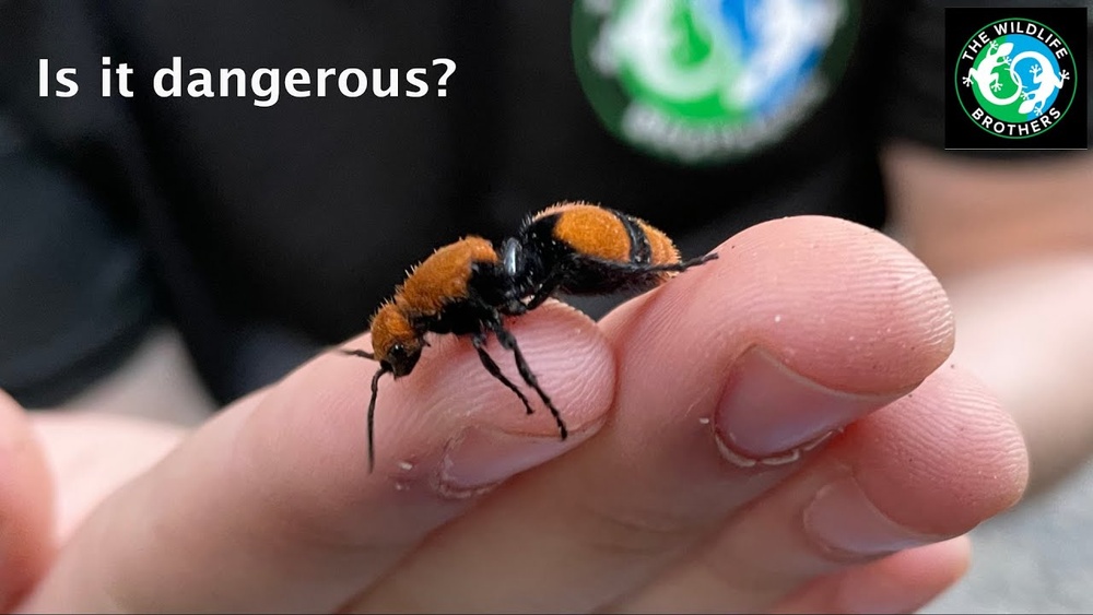Are Velvet Ants Dangerous
