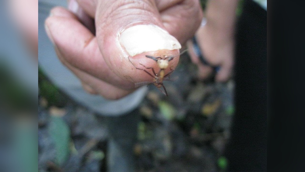 Can Ants Kill Humans